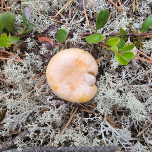 Photo of a small chanterelle mushroom from the top in some reindeer moss.