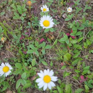 Photo of 5 daisy fleabanes in the wild