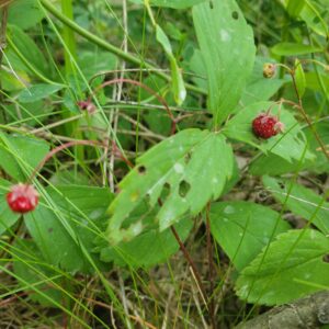 Photo of raspberry leaves with a couple of ripe raspberries