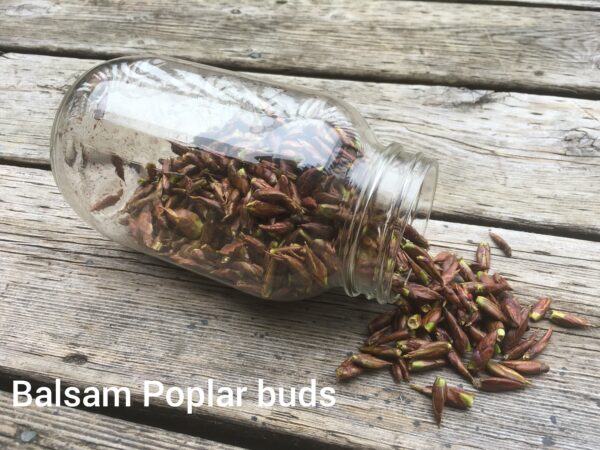 Photo of harvested Balsam Poplar Buds flowing out of a glass mason jar
