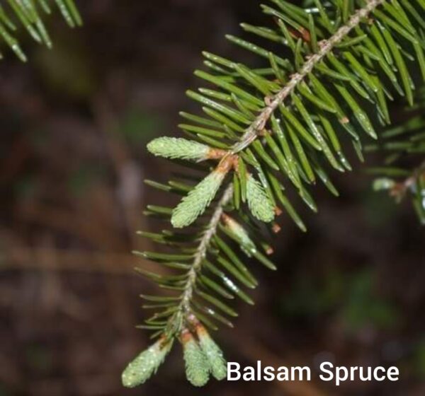 Two groups of three balsam spruce tips