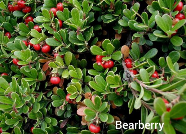 Close up of a bearberry bush