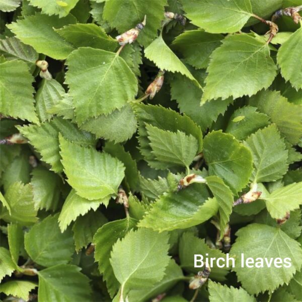 Close up of a bunch of birch leaves