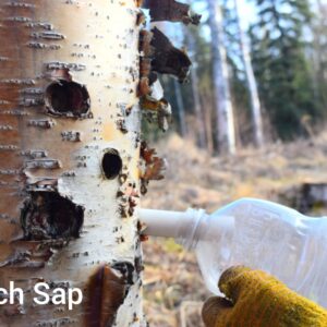 Birch sap being harvested with a tap and bottle