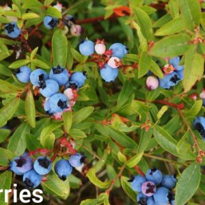 Close up of blueberry bush