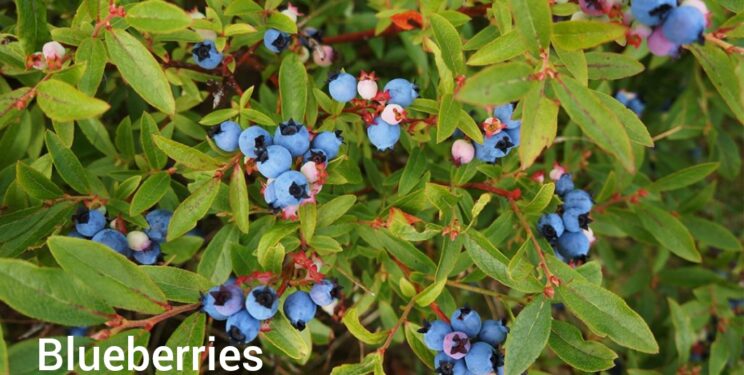 Close up of blueberry bush