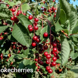 A closeup picture of chokecherries growing on a tree