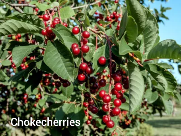 A closeup picture of chokecherries growing on a tree