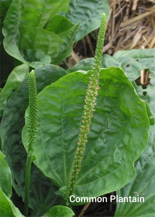 Closeup picture of a common plantain