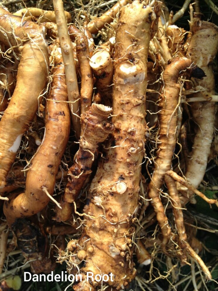 Closeup photo of harvested dandelion roots
