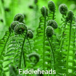 Closeup of the top of filddlehead plants