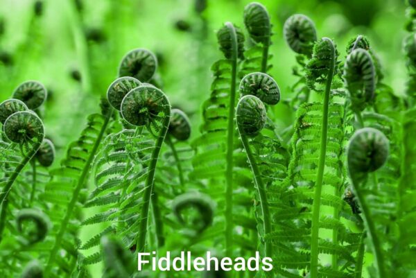 Closeup of the top of filddlehead plants