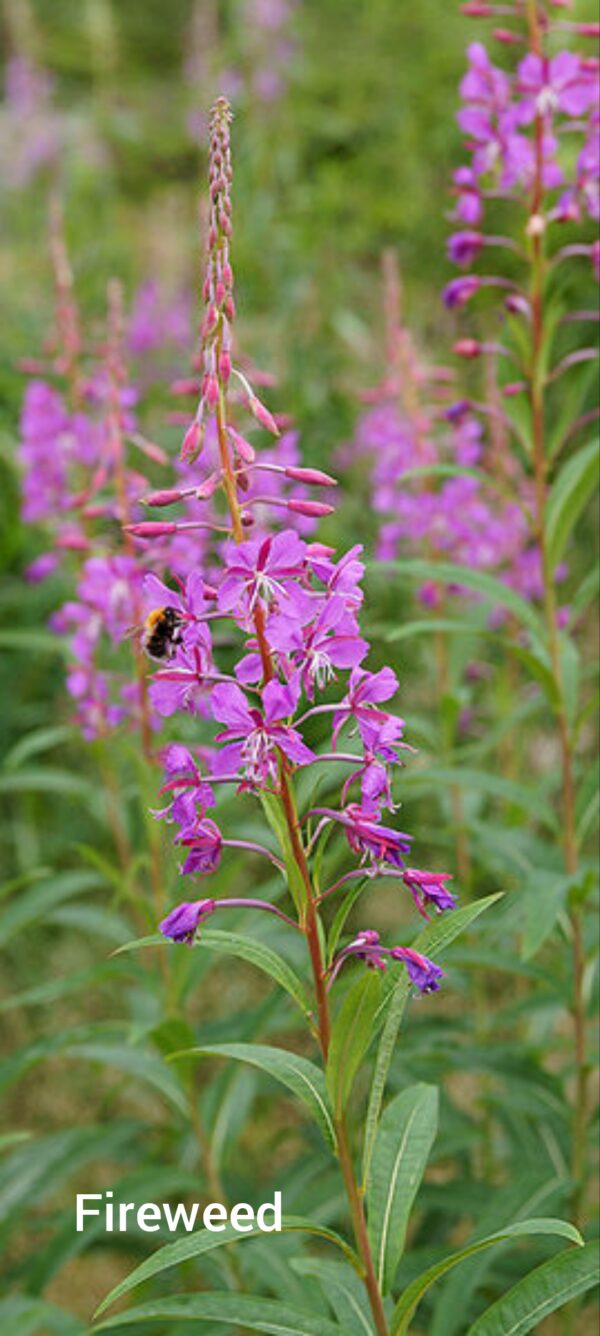 A bee collecting nectar from a flowered fireweed plant