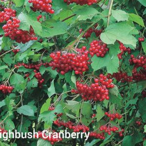Highbush cranberry bunches growing on a tree