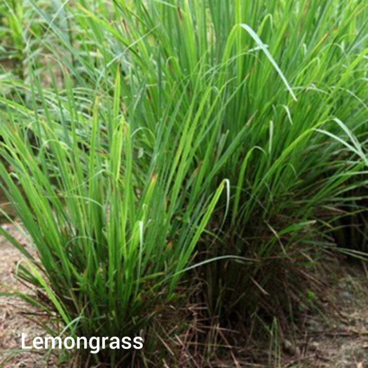 Picture of unharvested lemongrass