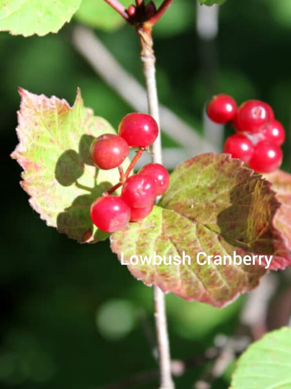 Closeup photo of lowbush cranberries