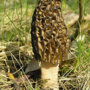 A close up of an unharvested morel mushroom