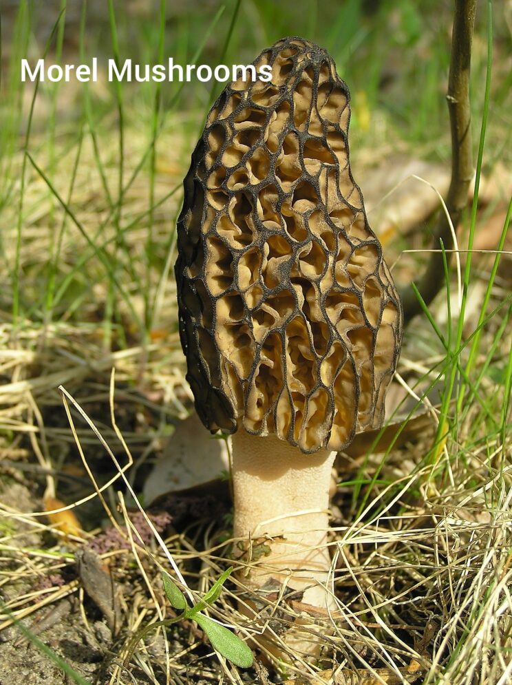 A close up of an unharvested morel mushroom