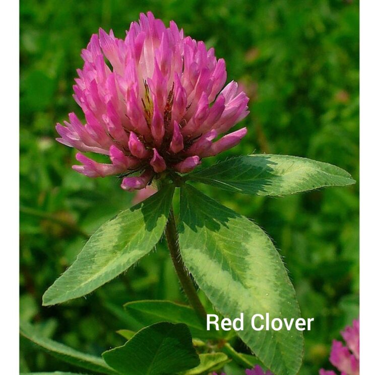 Closeup photo of flowered red clover plant
