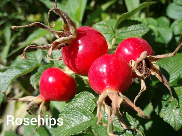 Photo of a bunch of ripe rosehips