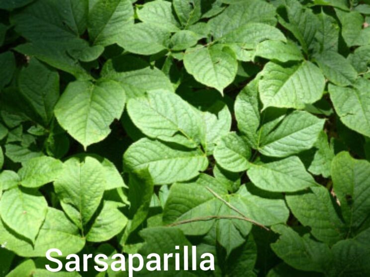 Top view of sarsaparilla plants