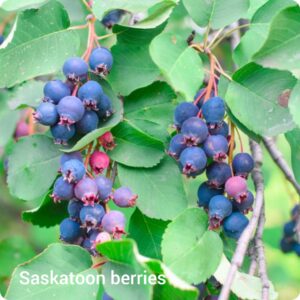 Ripe Saskatoon Berries hanging from a tree