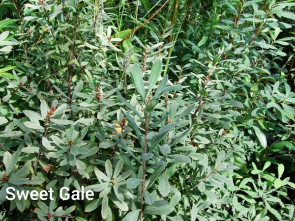 Photo of unharvested sweet gale plants