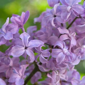 Lilac Flowers